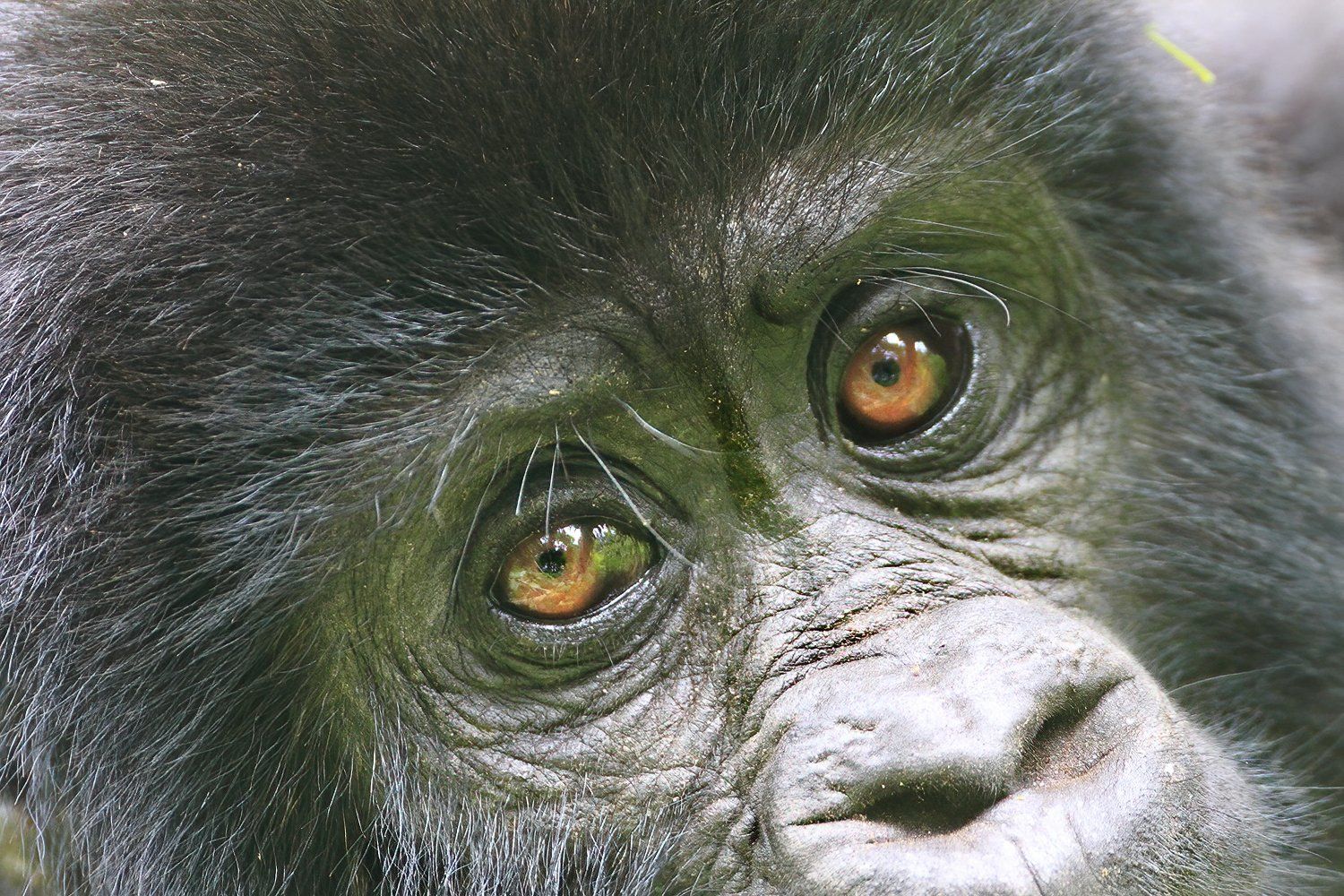 gorilla
