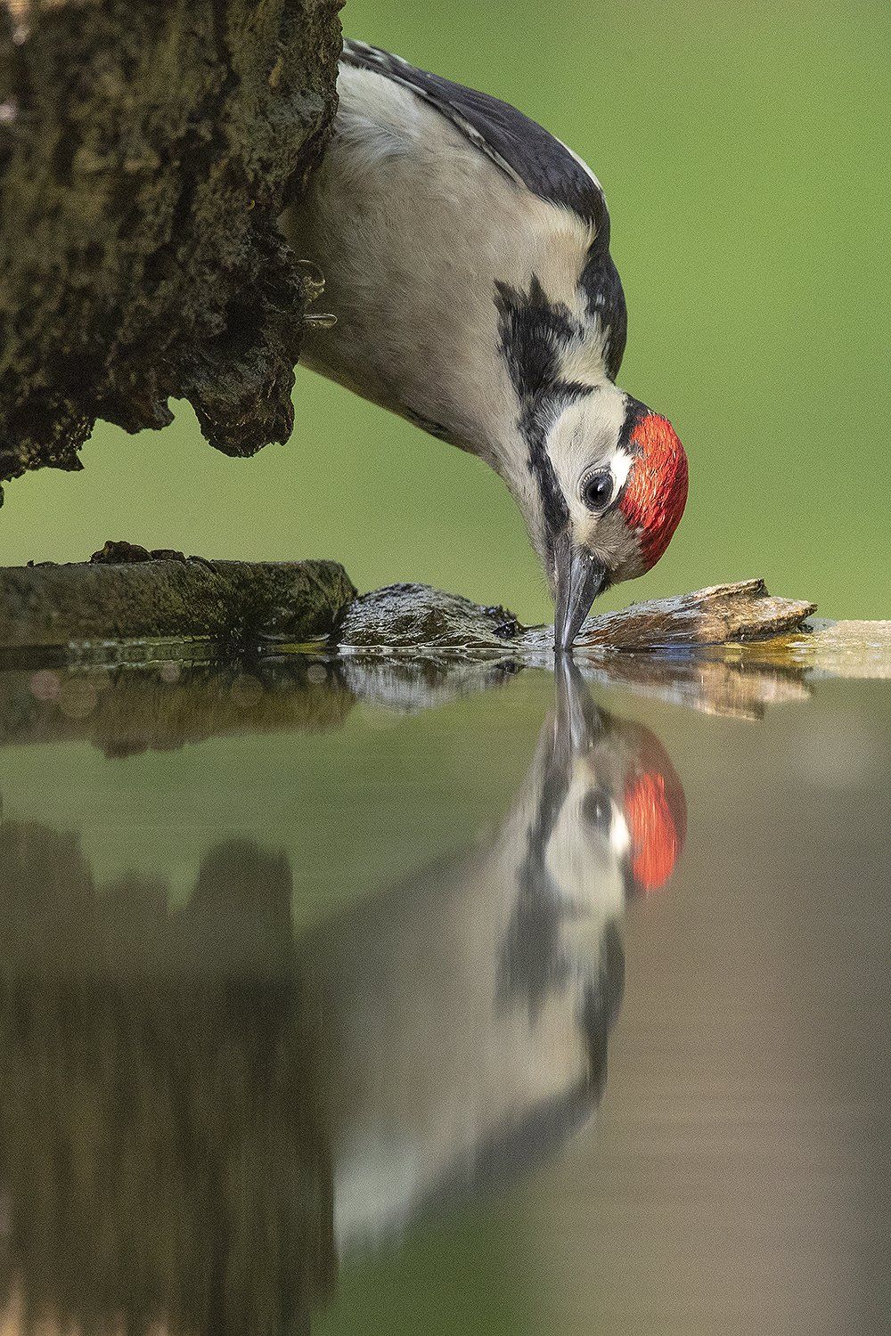 Grote bonte specht