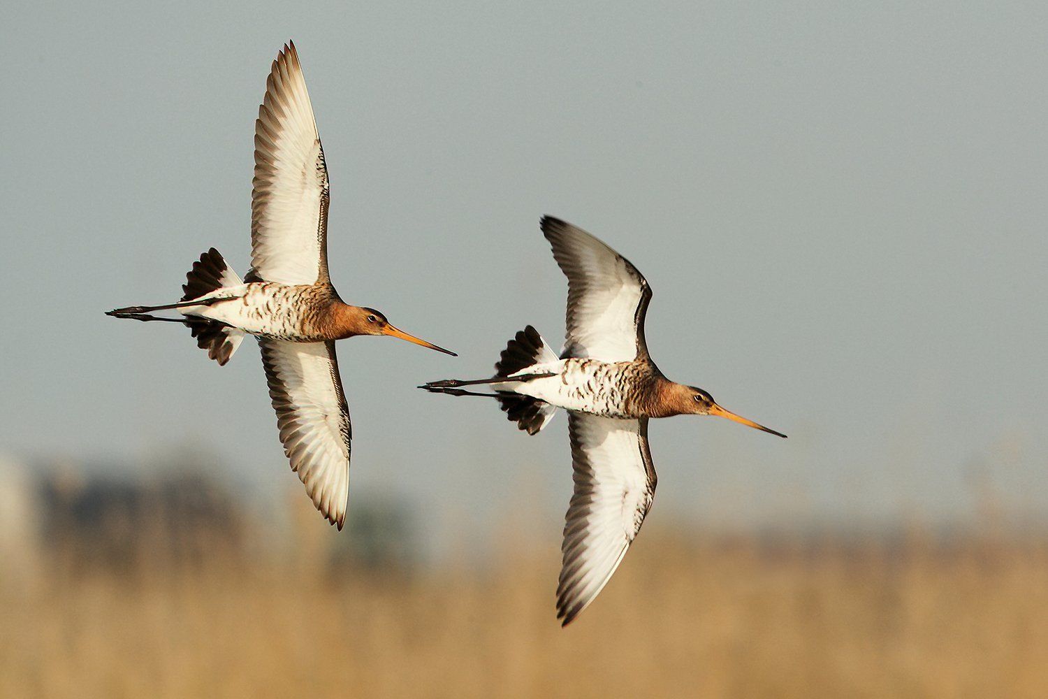 Grutto
