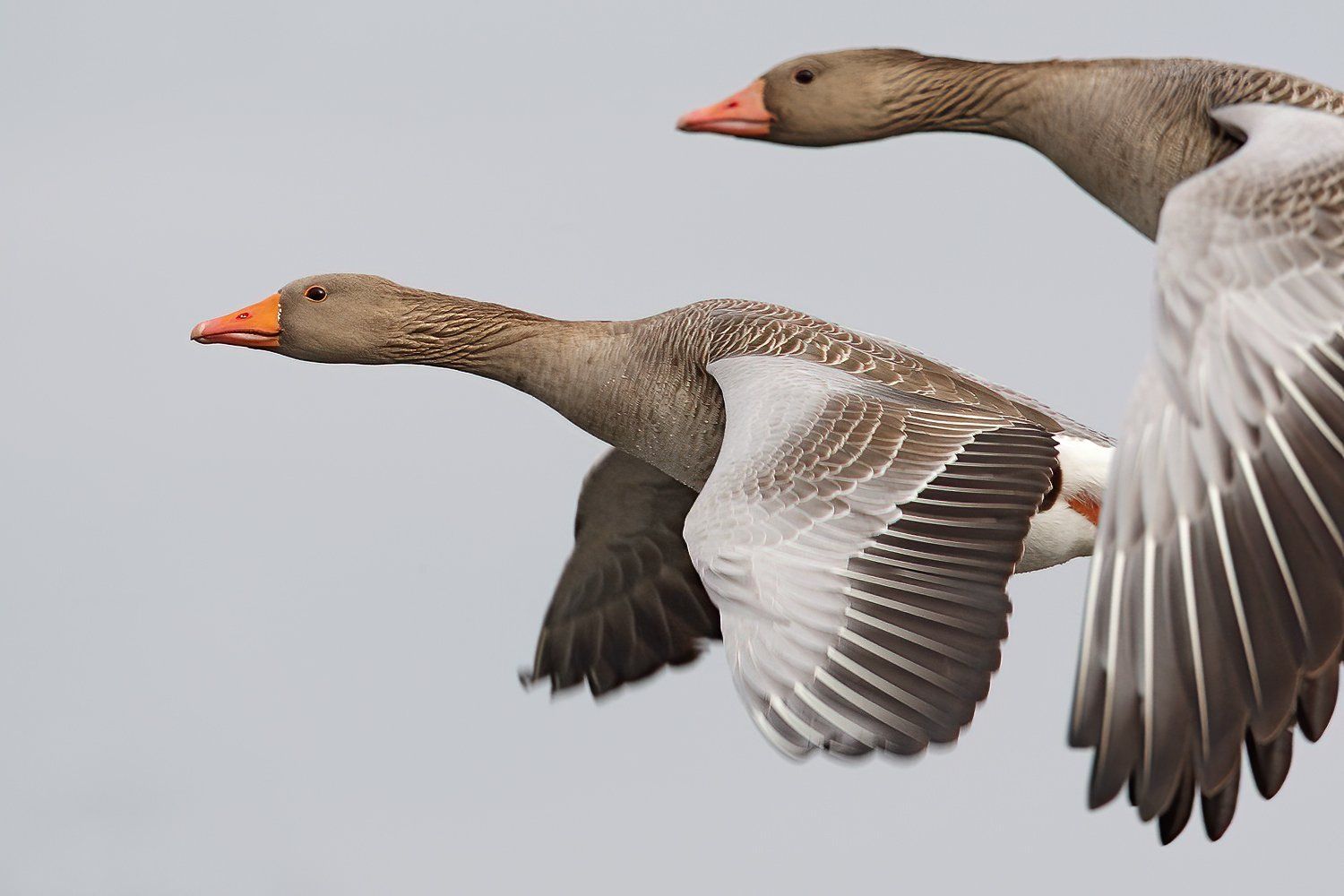 Grauwe gans