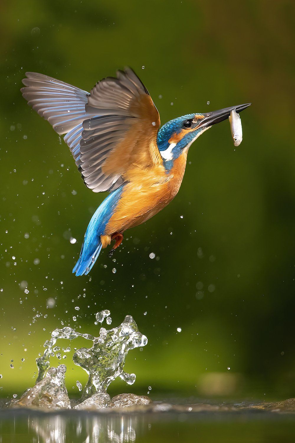 IJsvogel