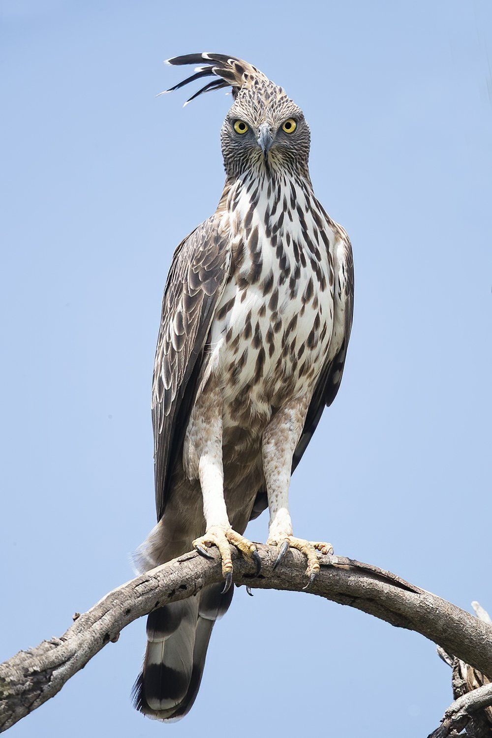 Indische kuifarend