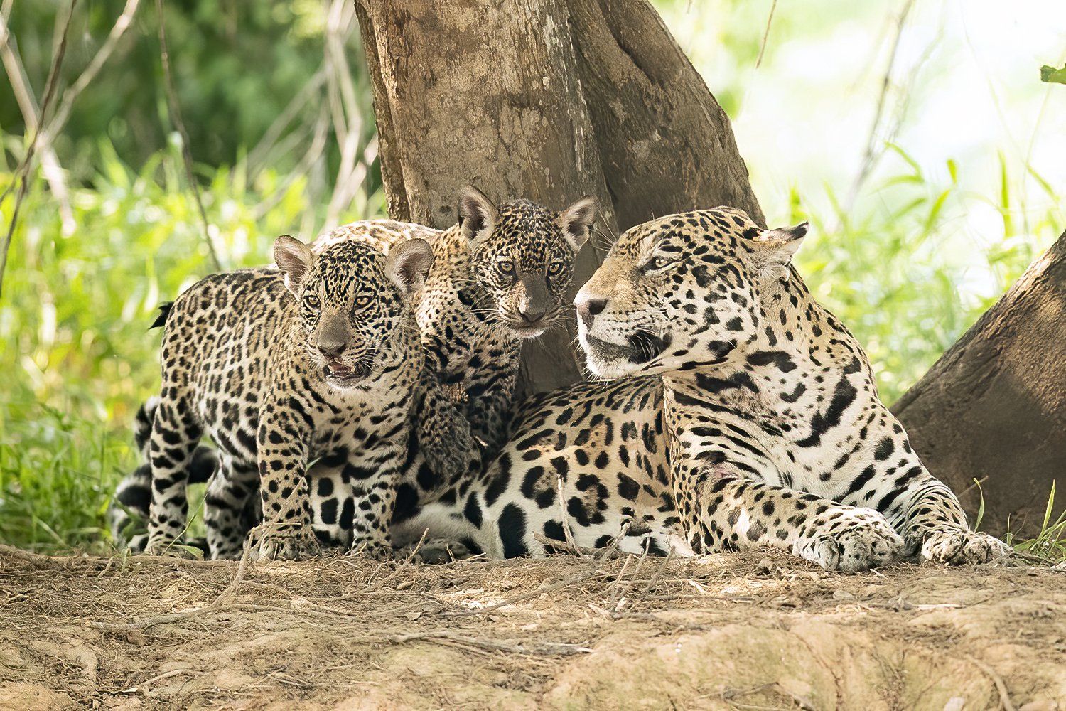 Jaguar