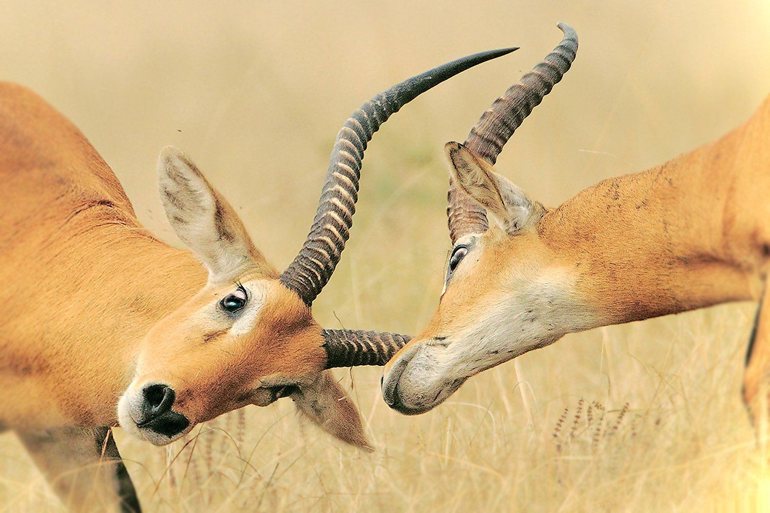 kob
