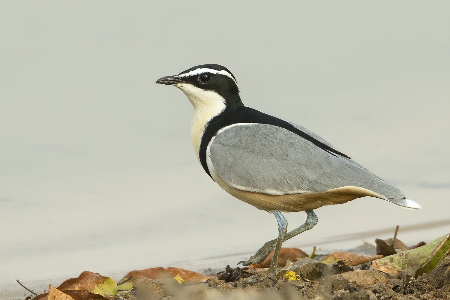 krokodillenwachter