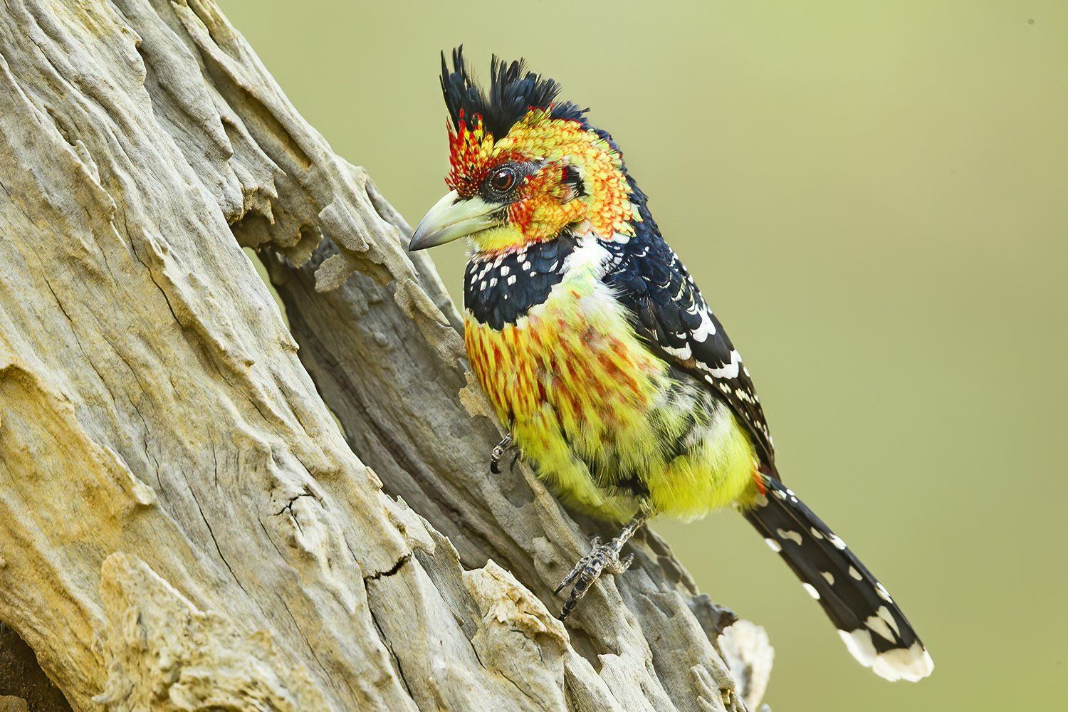 Kuifbaardvogel