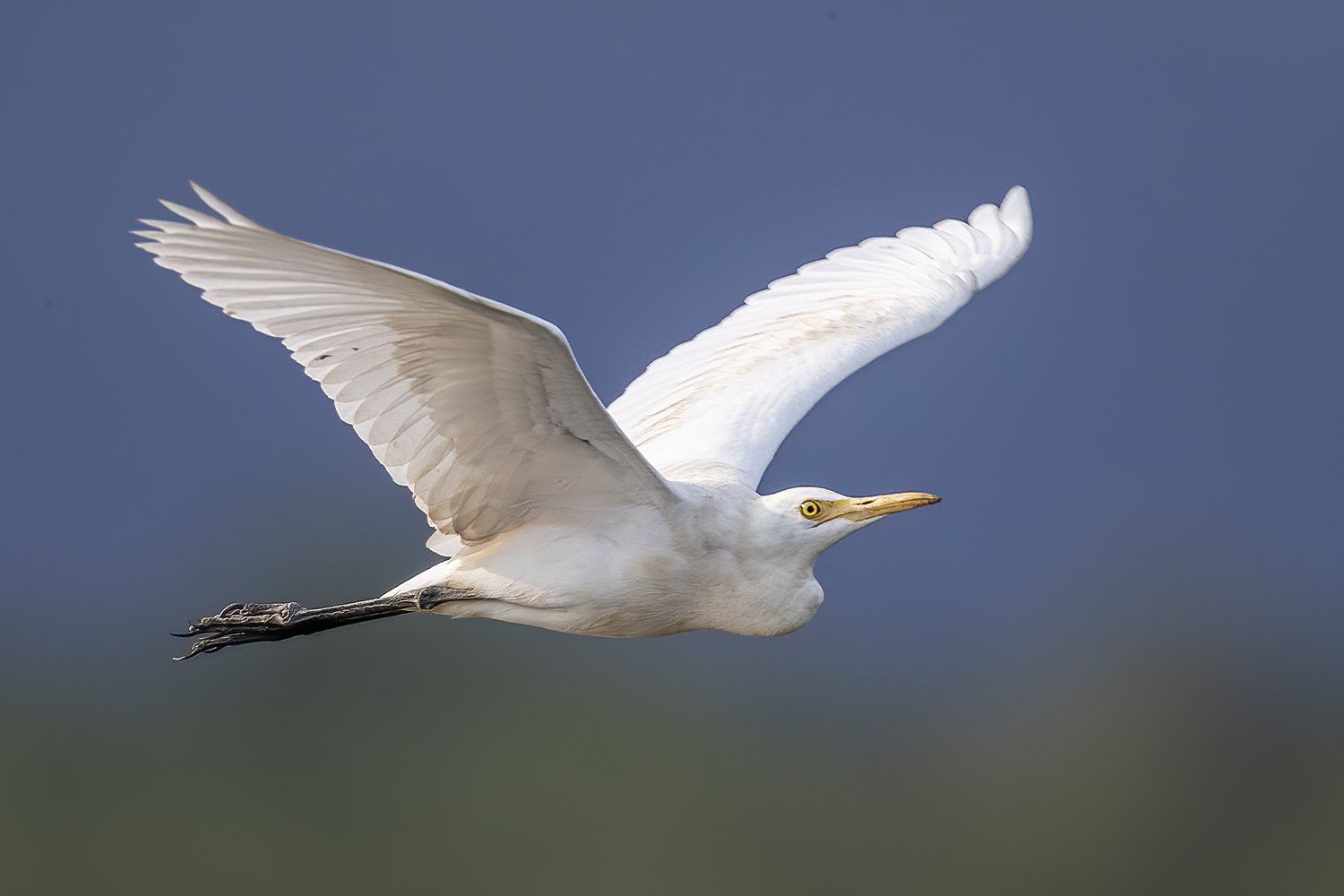 zilverreiger