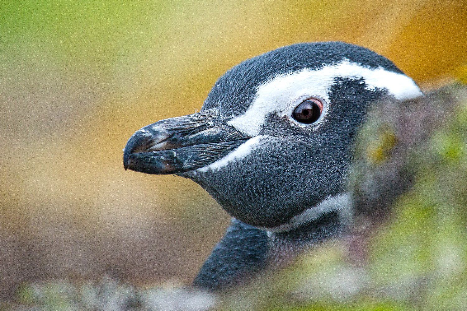 Magelhaenpinguin