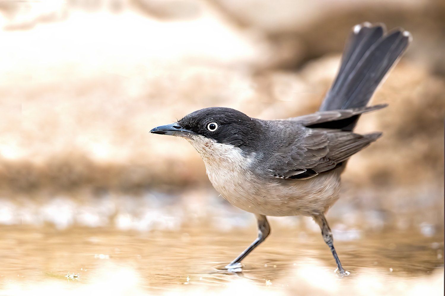 Orpheusgrasmus
