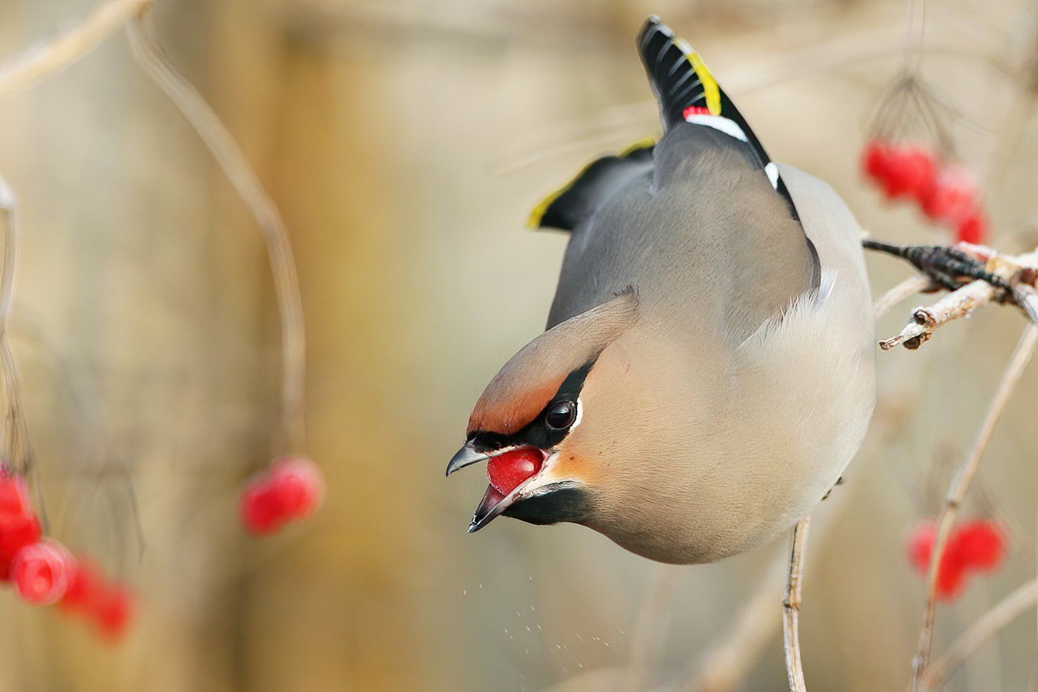 Pestvogel
