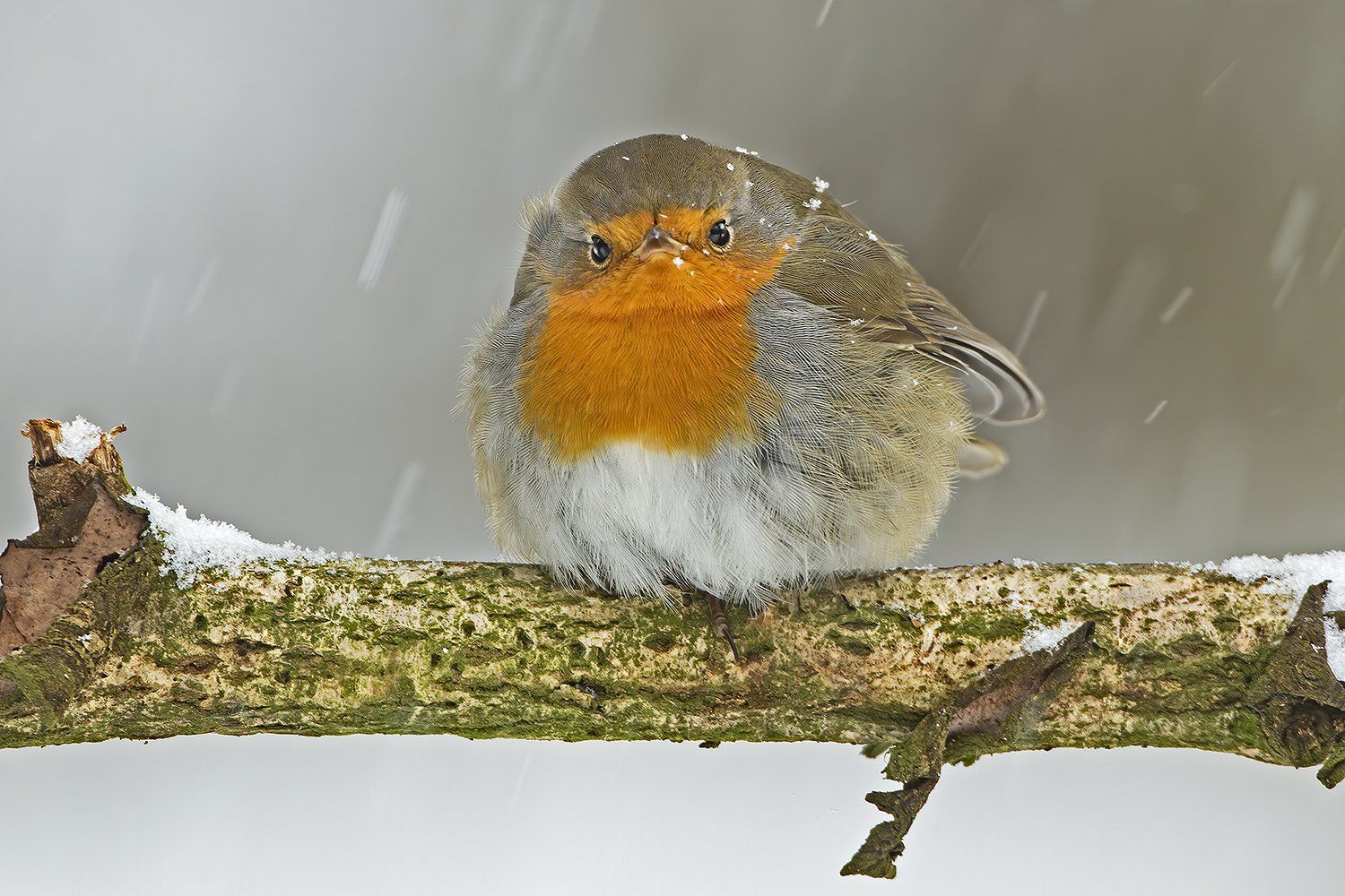 Roodborst
