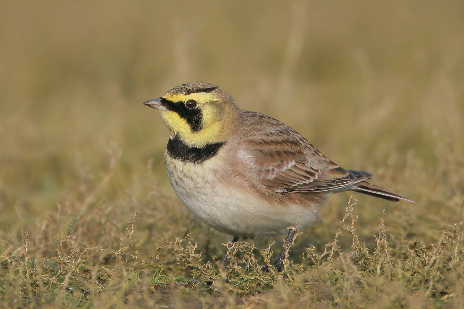 Strandleeuwerik