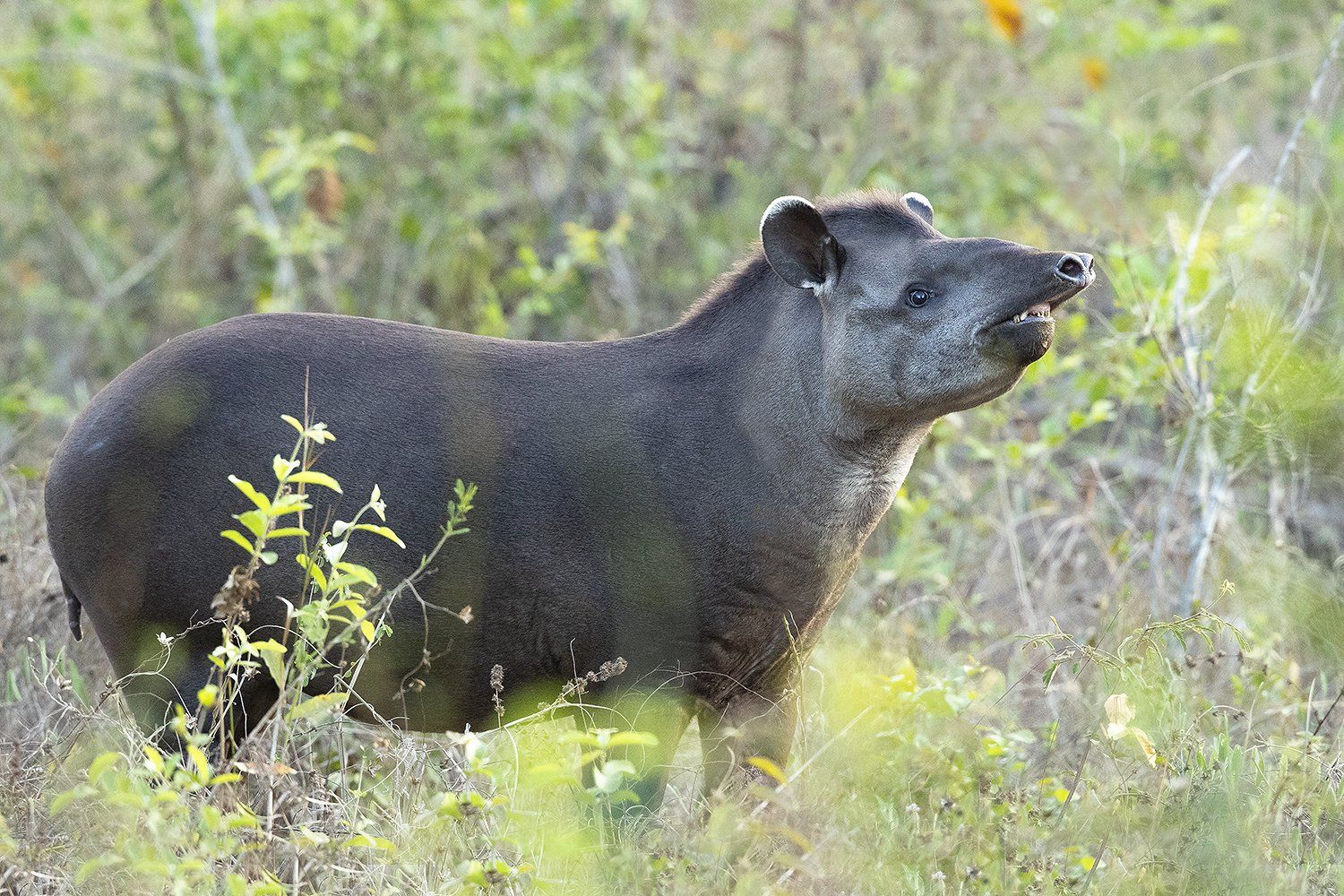 tapir