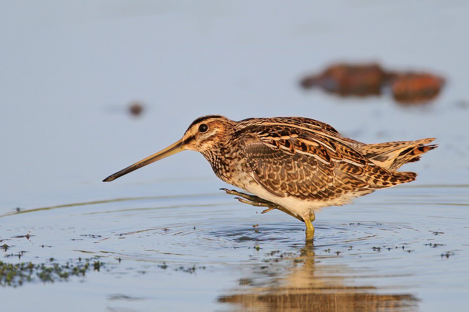 Watersnip