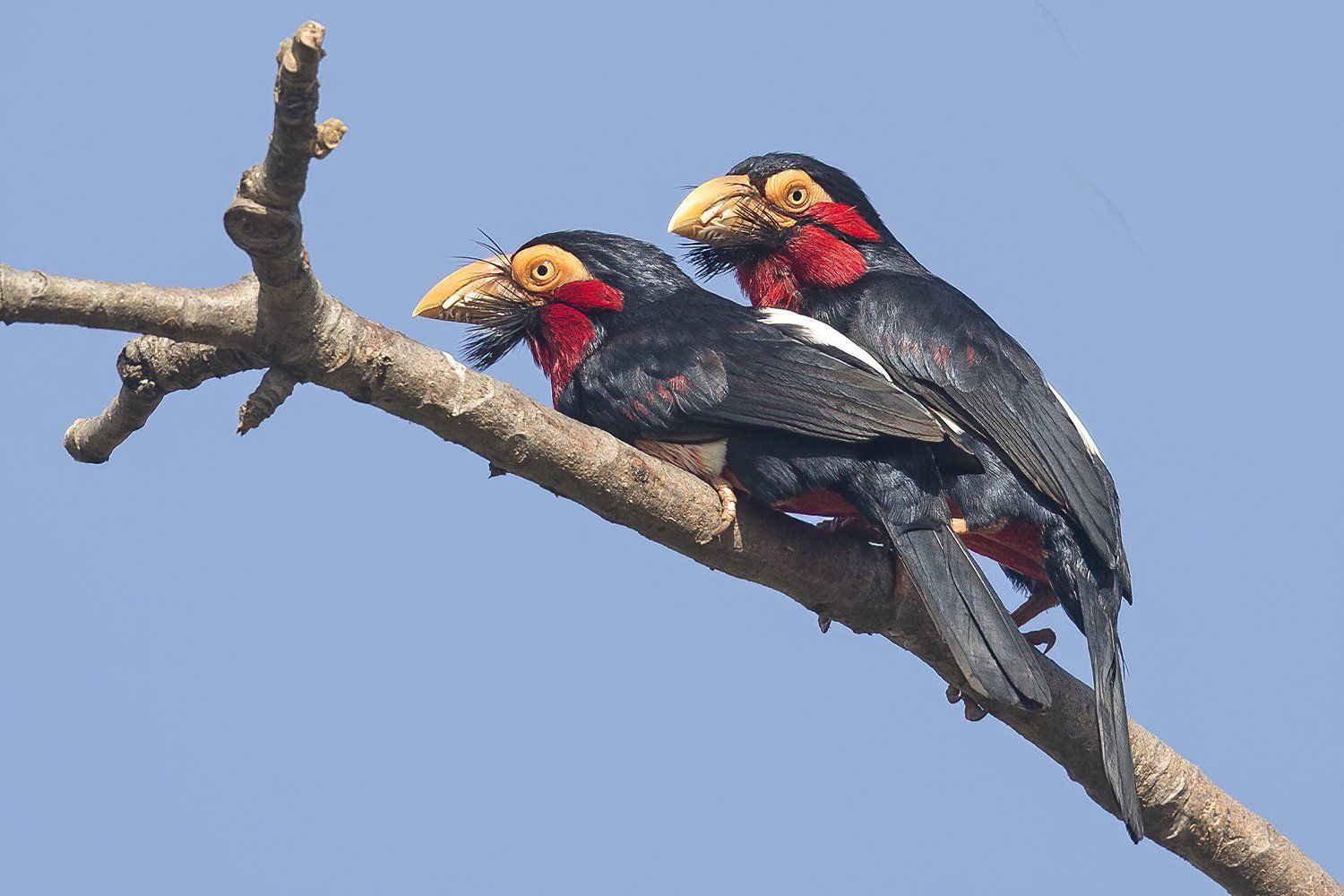 zwartbandbaardvogel