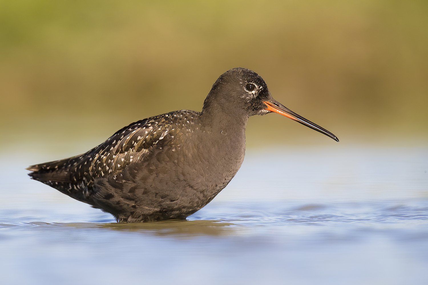 Zwarte ruiter