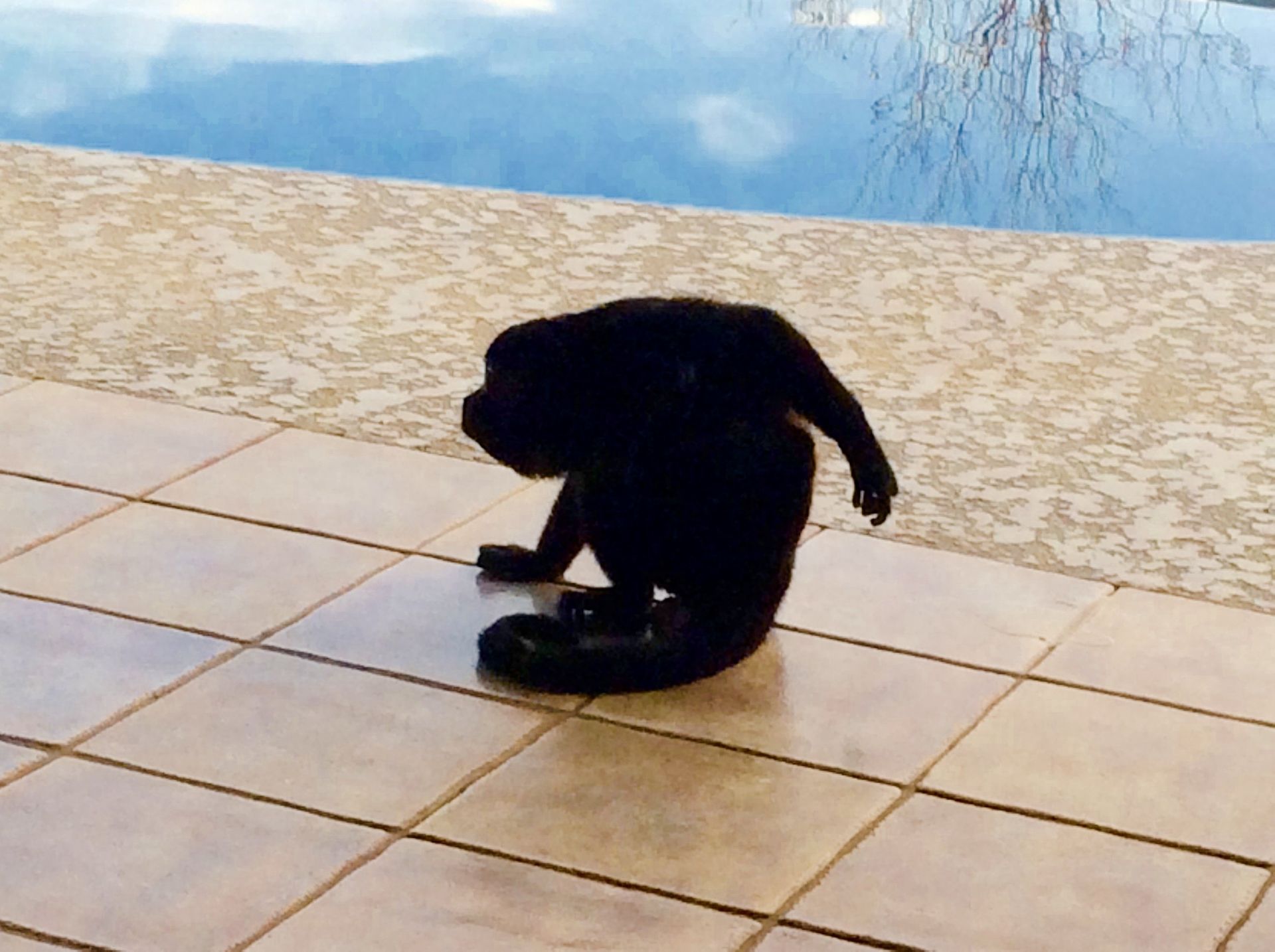Marcel our resident Howler Monkey
