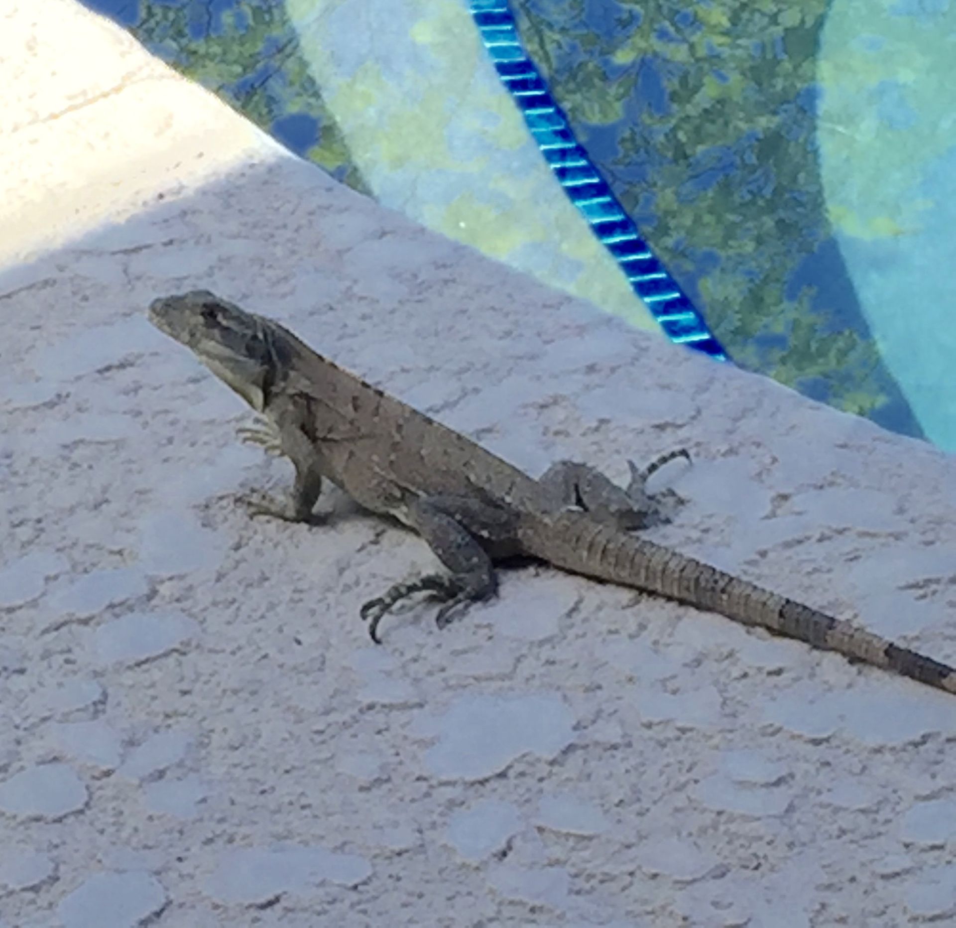 Larry the lizard... actually he's an Iguana.