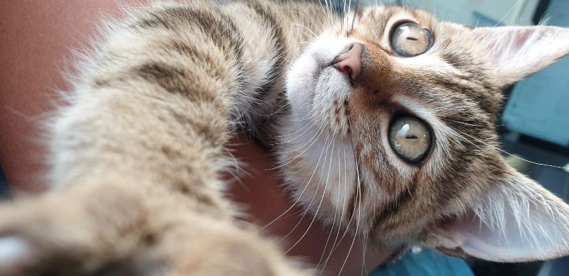 Gatto