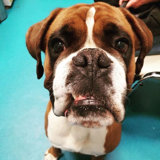 Boxer