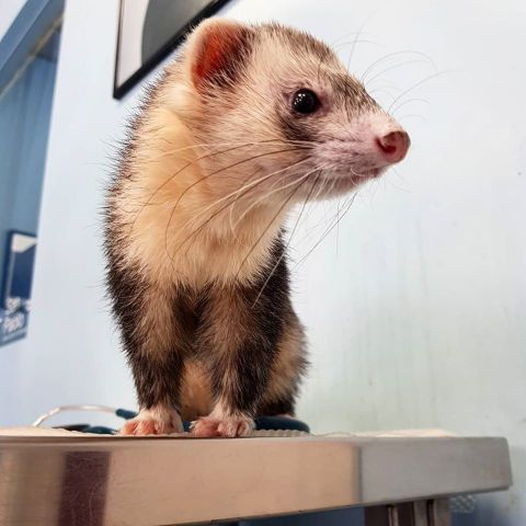 Furetto
