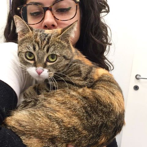 Gatto in braccio