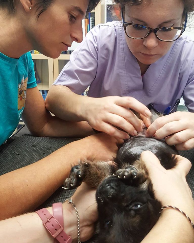 dottori veterinari che intervengono su un paziente