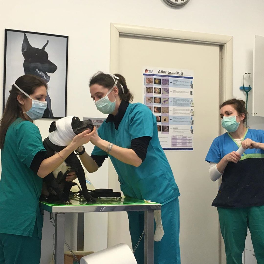 dottori veterinari che stanno curando un cane