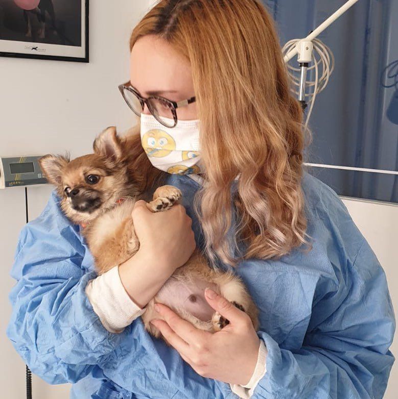 veterinario con cucciolo di cane
