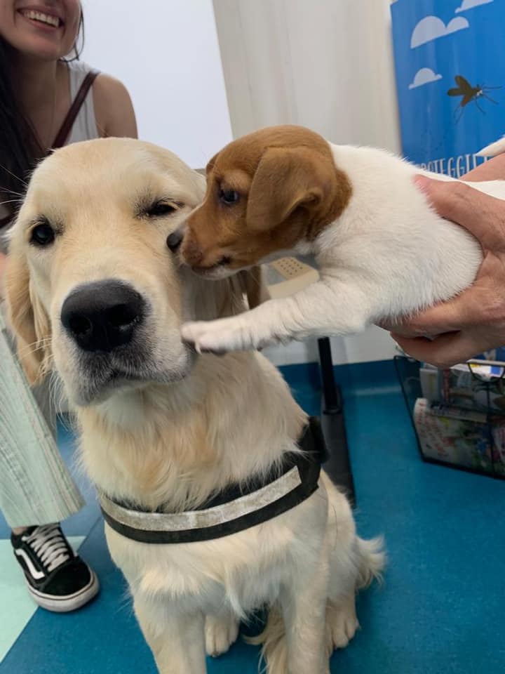 golden retriver con cucciolo