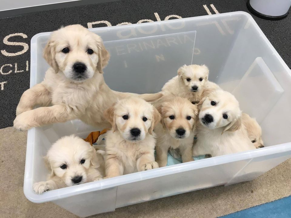 cuccioli di golden retri
