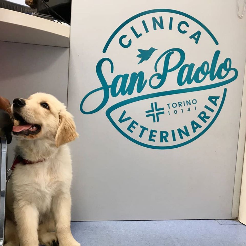 cucciolo di golden retriver