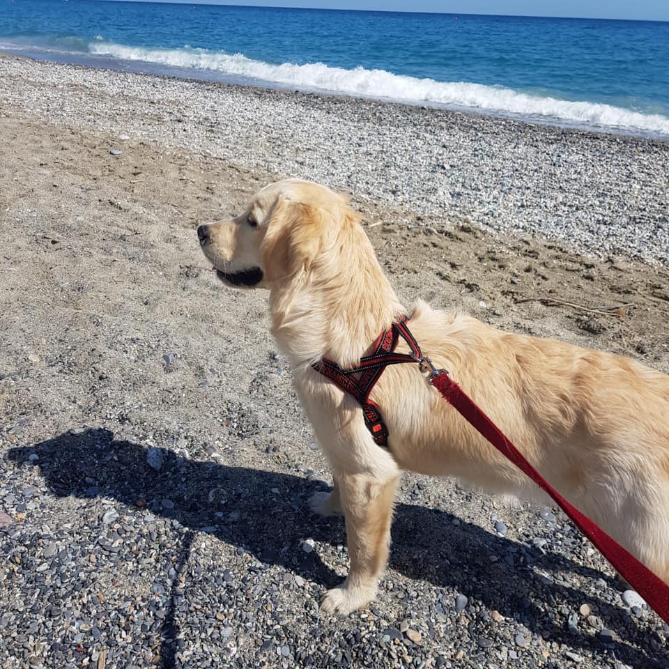 belle, golden retriver