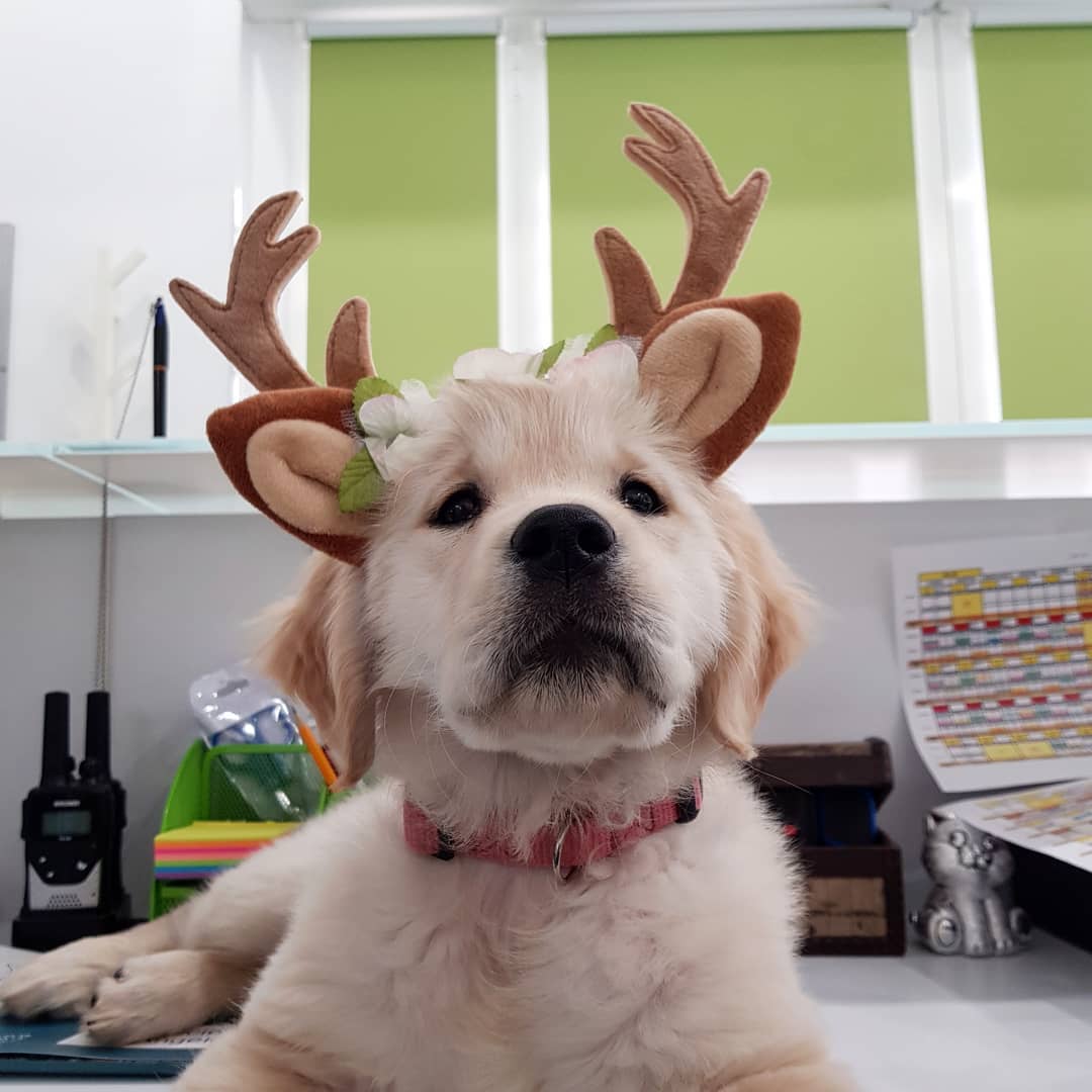 mascotte clinica veterinaria San Paolo