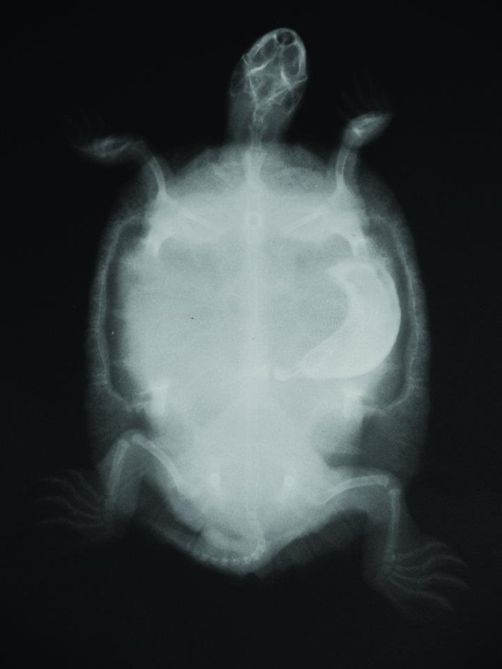 radiografia tartaruga