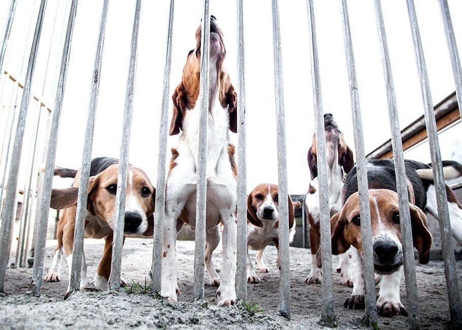 Beaglehonden in kennel, Dierproef, Vivisectie