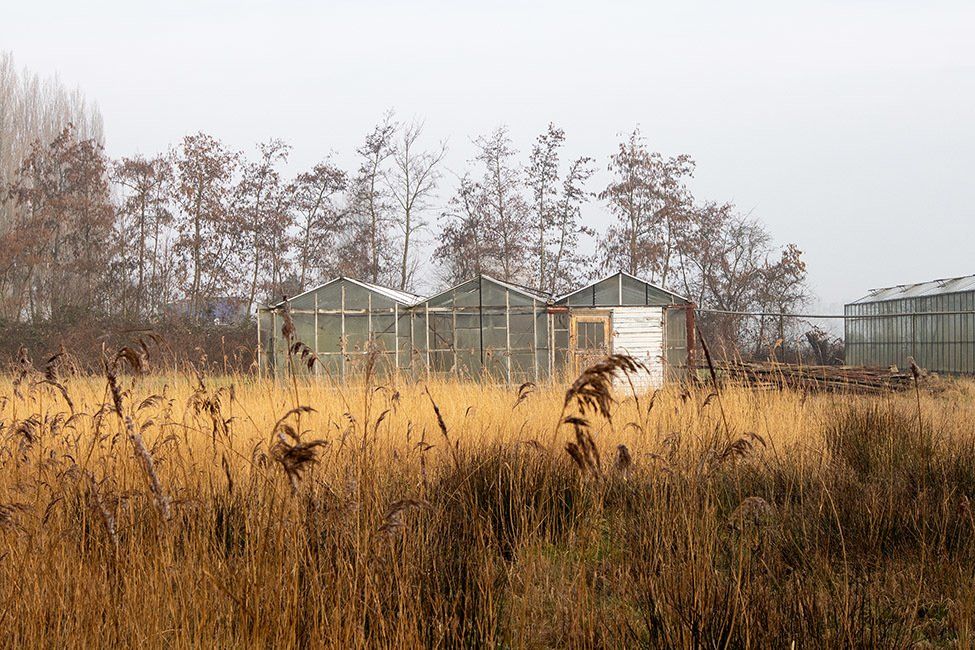 Een veld met hoog, droog gras, met op de achtergrond enkele kassen en bomen onder een bewolkte hemel.