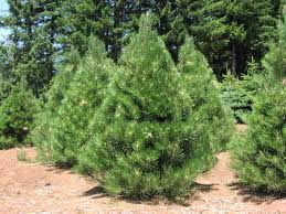 Young green pine trees growing in a dry field with taller evergreens in the background