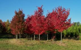 Red autumn trees in a grassy field on a sunny day