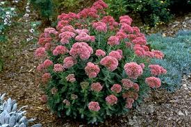 Pink flowering shrub in a garden bed with green foliage and mulch