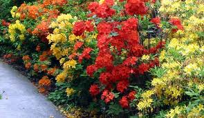 Colorful flowering shrubs with red, yellow, and orange blooms beside a path