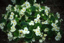 White flowers with yellow centers blooming among dark green leaves
