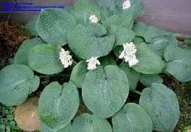 Green hosta plant with broad leaves and small white flowers in a garden bed