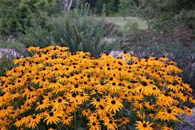 Dense patch of bright yellow black-eyed Susans blooming in a garden bed