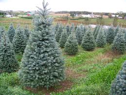 Rows of small blue spruce trees in a farm field, with one large tree in the foreground.