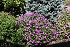 Pink flowers blooming among green shrubs in a garden bed