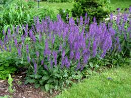 Purple flowering spikes in a green garden bed
