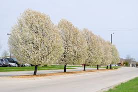 Row of blooming white trees along a roadside in spring
