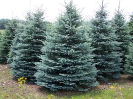 Rows of blue spruce trees in a nursery, with dense blue-green foliage and grassy ground