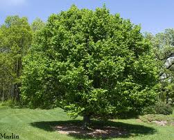 Lush green tree in a grassy field under a clear blue sky